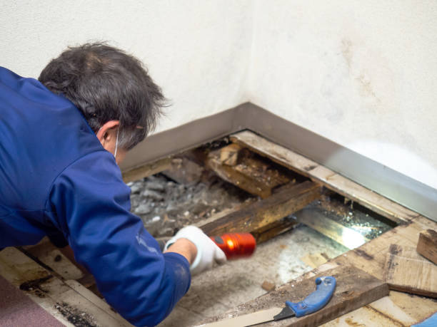 Trusted Beltsville, MD Mold Removal Experts