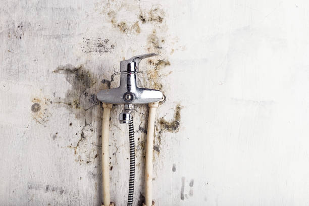 Best Local Mold Removal Service  in Beltsville, MD