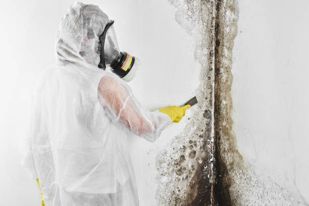 Best Toxic Mold Removal  in Beltsville, MD