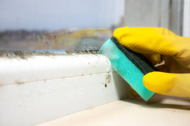 Mold Testing and Removal in Beltsville, MD