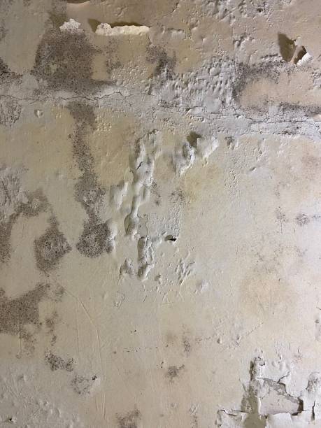 Best Mold Removal Specialists  in Beltsville, MD
