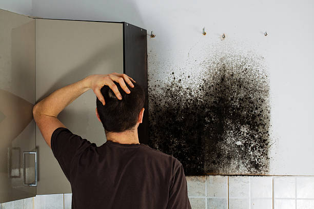 Best Mold Remediation  in Beltsville, MD